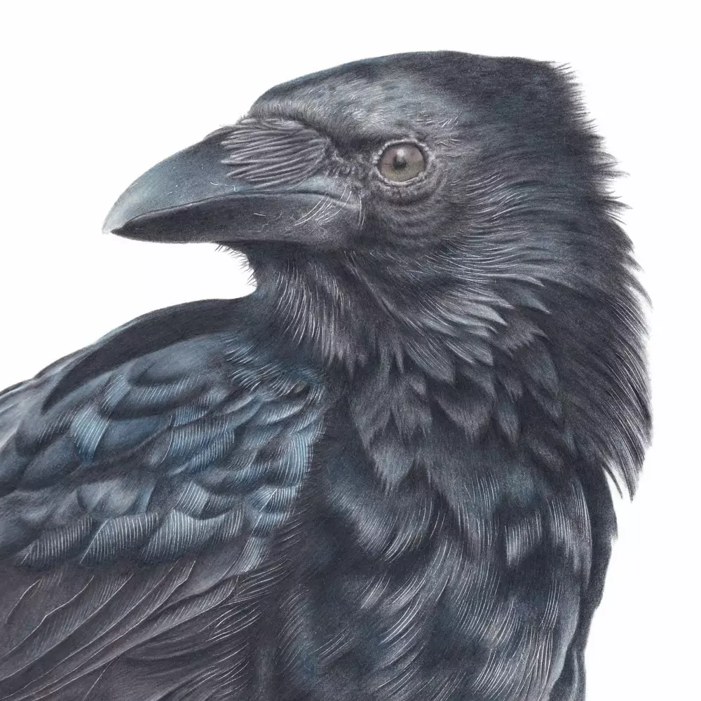 Carrion Crow Coloured Pencil Illustration